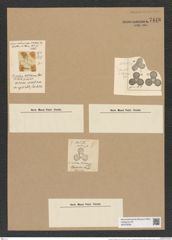 Triceratium westianum Grev. (de-Toni-Nr.: Genus 140, Species 3975) Zeichnungen Sammlung Grunow Nr. 7448 (NHMW-BOT-W0376538)